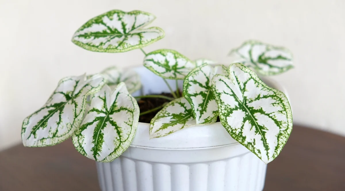 White Christmas Caladium